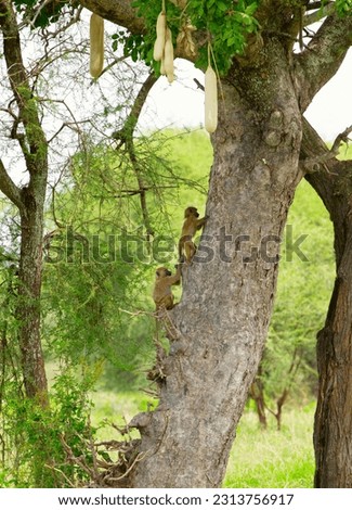 little monkey cubs climb a tree trunk in tanzania national park. Africa travel concept