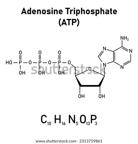 Chemical structure of Adenosine triphosphate (ATP) (C10H16N5O13P3). adenine ribose and three phosphate groups. Chemical resources for teachers and students. Vector illustration. Royalty-Free Stock Photo #2313759861