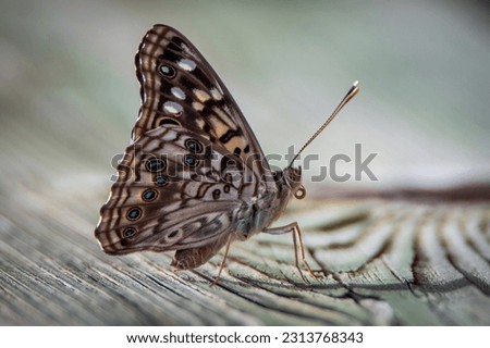 Hackberry emperor butterfly on a wooden plank Royalty-Free Stock Photo #2313768343