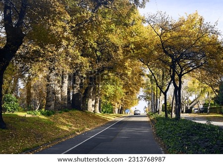 Autumnal Colours on Grahams Road and in Flay Park, Burnside, Christchurch, New Zealand Royalty-Free Stock Photo #2313768987