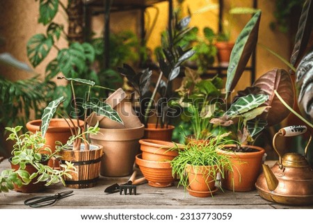 Ceramic terra cotta pots, gardening tools, and lots of plants on the table and shelf behind. Plant replanting in the flower shop Royalty-Free Stock Photo #2313773059