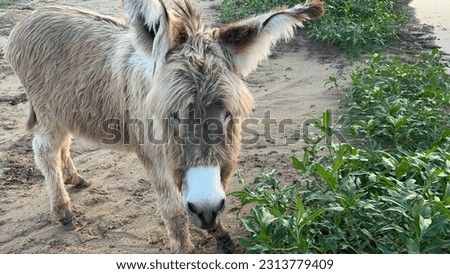 Young wooly donkey full body picture