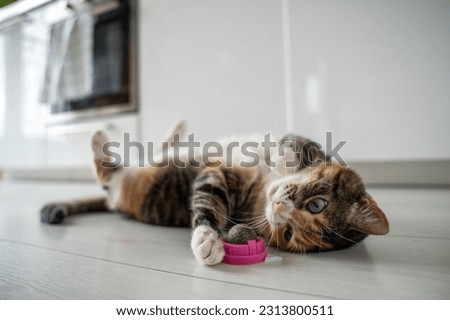 Playful cat having fun with catnip ball toy. Furry pets favourite pastime. Fluffy multicolour kitty wrinkles muzzle with pleasure lying on kitchen floor. Love house animals. Best for pets. Royalty-Free Stock Photo #2313800511