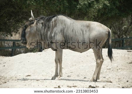 Profile picture of an adult wildebeest or connochaetes on safari