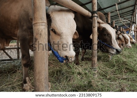 Many cattle ( sapi ) are sold in animal markets in preparation for Eid al-Adha. Muslim sacrifices. Royalty-Free Stock Photo #2313809175