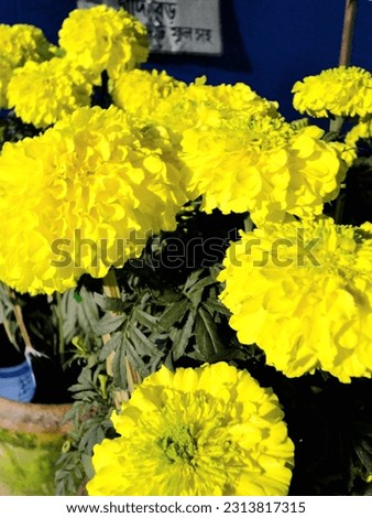 Tagetes erecta, commonly called African marigold, Aztec marigold, American marigold or big marigold, is native to Mexico and Central America.