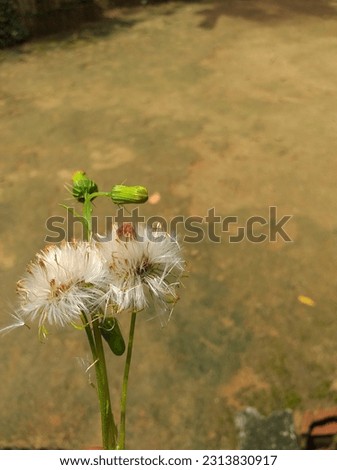 A picture of a beautiful bunch of dandelion flower 