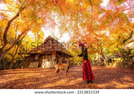 Autumn landscape in Nara national park - Japan. Royalty-Free Stock Photo #2313831539