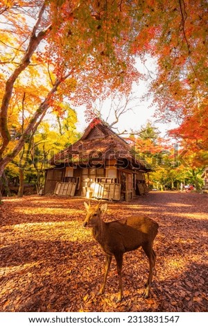 Autumn landscape in Nara national park - Japan. Royalty-Free Stock Photo #2313831547