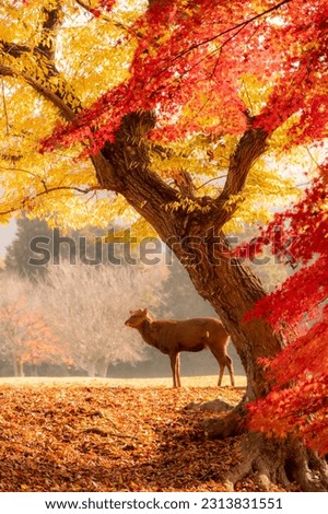 Autumn landscape in Nara national park - Japan. Royalty-Free Stock Photo #2313831551