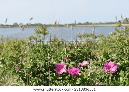 Rugged Roses Blooming by West Pond at Jamaica Bay Wildlife Refuge in New York