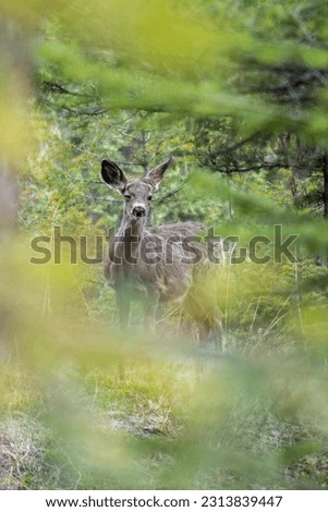 A winking Mule Deer in the forest.