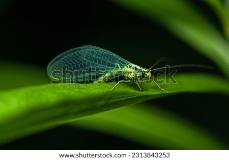 A green lacewing with blue wings sits on a green leaf in a thicket of grass on a clear summer day. Royalty-Free Stock Photo #2313843253