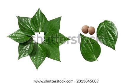 Green betel leaf and nuts isolated on the white background, religious, Indian culture, for god, temples, functions. Royalty-Free Stock Photo #2313845009
