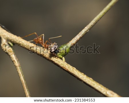 Ant as Predator