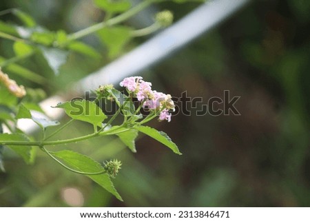 West Indian Lantana Flower Colored