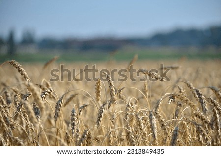Ears of wheat close-up. Wheat field on a summer day and blue sky. Harvest period.