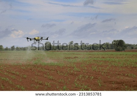 Yellow agricultural drone is spraying chemicals on corn plants.real location pictures.