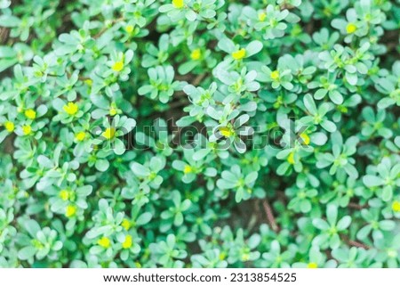 Small flower from the roadside for picture background or wallpaper.Beautiful of yellow flowers blooming in the park.pictures concept close up.