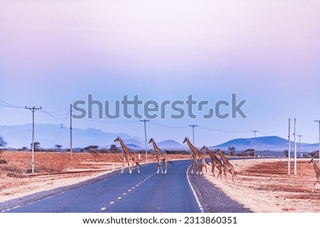 Giraffe wildlife animals crossing the Emali Oloitokitok tarmac road hilly mountains background shrubs Kenyan Landscapes Travel Documentary Beauty Of East Africa Habitating With Wildlife Animals Nature