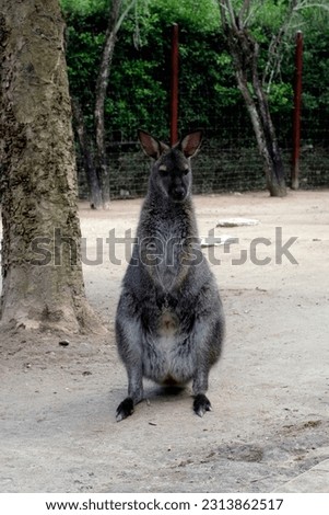A black kangaroo sitting on the dirt ground in its habitual area at a petting zoo in Kanchanaburi, Thailand.