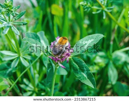 bumblebee on a flower in spring - Romania