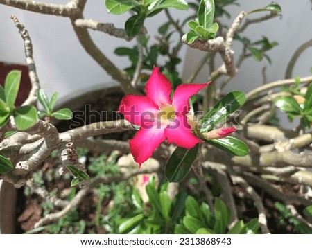 Classic beautiful picture of pink adenium obesum with green petal leaves in the fresh natural garden. Common names are Desert Rose or Impala Lily.