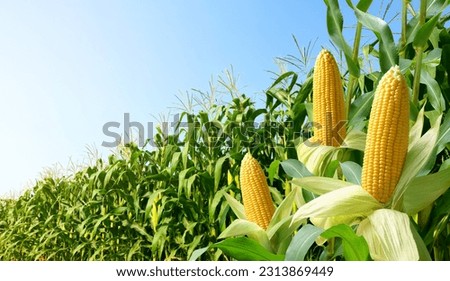 Corn cobs with corn plantation field background. Royalty-Free Stock Photo #2313869449