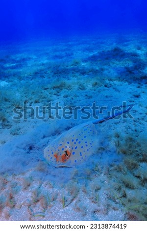 Yellow stingray (Bluespotted ribbontail ray, Taeniura lymma) on the sandy bottom.  Marine life, ray in the sea. Scuba diving with the aquatic wildlife, travel picture.