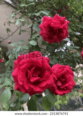 Beautiful red roses in the garden.