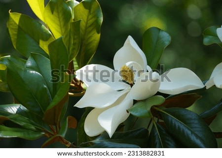 Southern magnolia or Magnolia grandiflora also known as Big laurel, bull bay, big laurel