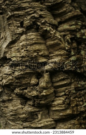 textured dark bark of a tree