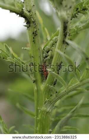 Pyrrhocoris apterus an a lot of aphids