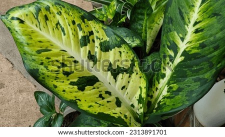 natural background, Dumb cane, Dieffenbachia sp, green leaves, single leaf, pointed tip, green petiole There are white spots spread all over the petioles. The leaf sheath is grooved, covering the stem
