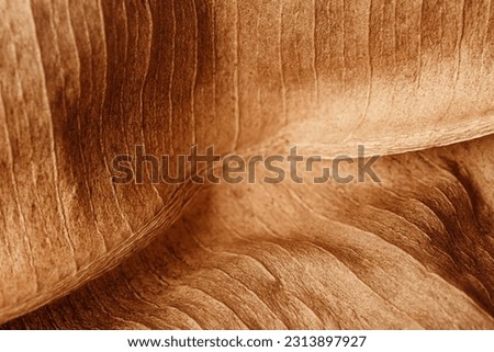 Texture of dry autumn leaf, macro photo as organic nature background. Fall colors leaves texture close up with veins, beauty of nature. Trend botanical design wallpaper, environment pattern backdrop Royalty-Free Stock Photo #2313897927
