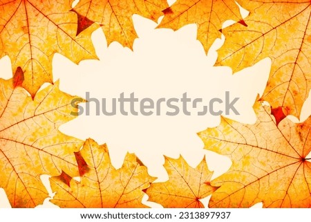 Frame from autumn red yellow maple leaves with natural texture on beige background, copy space. Natural fallen autumn leaf monochrome colored. Beautiful seasonal fall foliage, botanical trend design