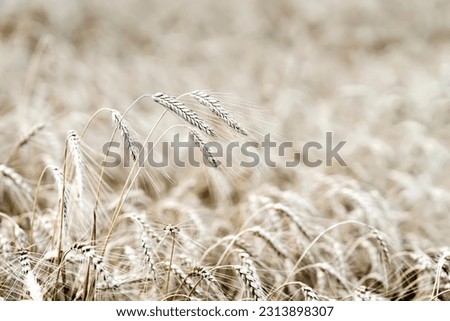 Several high tall ripe full-grain cereal close-up on ripe rye field, wheat, selective focus, copy space