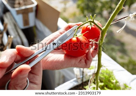 Men's hands harvests cuts the tomato plant with scissors. Farmer man gardening in home greenhouse
