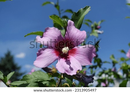 Sky and one pink crimsoneyed flower of Hibiscus syriacus in July