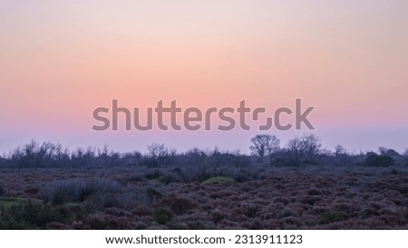 Sunrise in the wetlands of the Camargue (Provence, France), clear morning in springtime