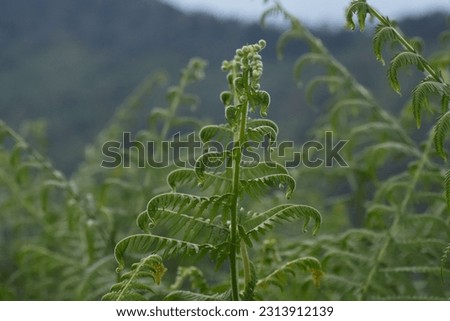 Natural forest material,tree texture background.Green fern tree growing in summer.Fern with green leaves on natural background.Details of a green fern,Wild nature.
