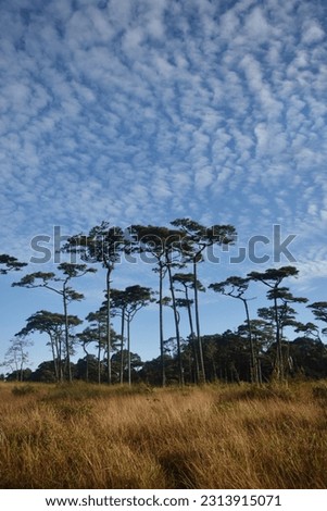 Merkus pine tree forest at Phu Soi Dao national park Uttaradit province Thailand,merkus pine tree with clear blue sky.