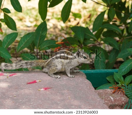 common indian squirrel with natural green background in Arga, India