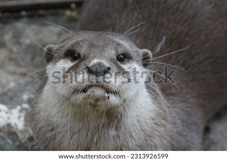 European Otter Close up, in Zoo