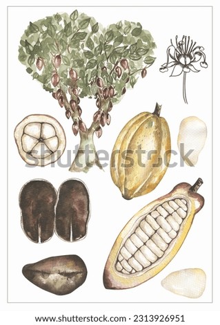Watercolor vintage life cycle poster with cacao pod and leaves. Old style poster illustration with cocoa branch, beans and leafs.  Hand drawn retro educational card, school clip art
