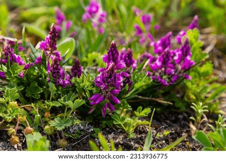 Polygala vulgaris, known as the common milkwort, is a herbaceous perennial plant of the family Polygalaceae. Polygala vulgaris subsp. oxyptera, Polygalaceae. Wild plant shot in summer. Royalty-Free Stock Photo #2313936775