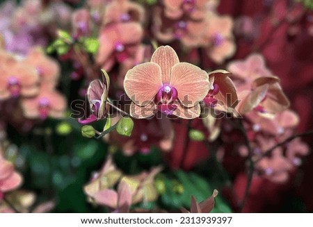 branch orchid flower in spring garden,