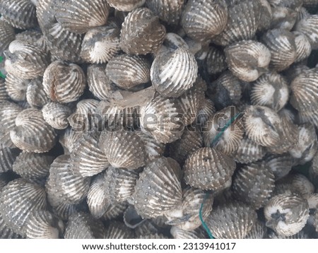 Clams on a tray of street vendors in traditional markets. Shellfish is a famous seafood type of food. A source of protein that is low in fat.