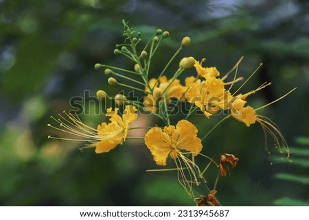 Yellow color peacock flowers and buds with blurry green background