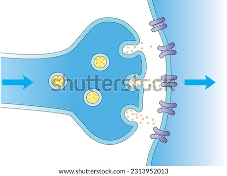 SYNAPSE, synaps, Sinaps, Medical illustration of elements of synapse. Scientific Designing of Synapse Structure. The Synaptic Transmission. Colorful Symbols. Vector Illustration. Royalty-Free Stock Photo #2313952013